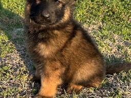 German Shepherd