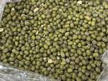 Green mung beans - photo 2