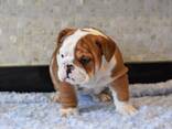 Myytävänä terveystestattuja englanninbulldogin pentuja - фото 1