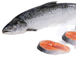 High Quality Salmon Fish / Frozen Salmon Fish Fillet / whole round salmon fish Head off su - фото 1