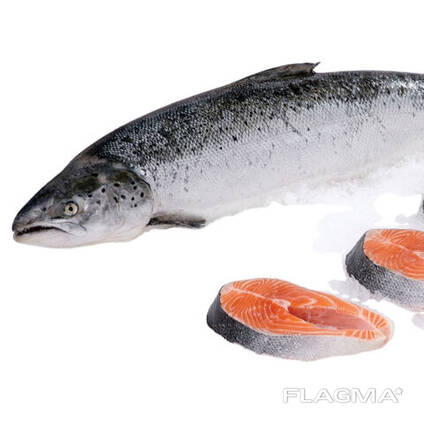 High Quality Salmon Fish / Frozen Salmon Fish Fillet / whole round salmon fish Head off su