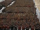 I will sell Blueberry saplings - photo 4