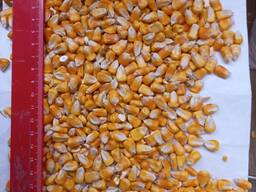 I will sell fodder corn, fodder barley for 5000 t