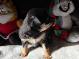 Ihanat puhdasrotuiset chihuahuan pennut etsivät rakastavaa kotia!