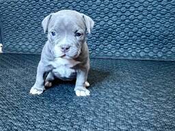 Ihania amerikkalaisen pitbullin pentuja