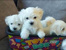 Ihastuttavat 8 viikon ikäiset maltanpennut valmiina uusiin koteihinsa!