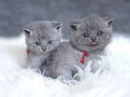 Ihastuttavat brittiläisen lyhytkarvan kissanpennut