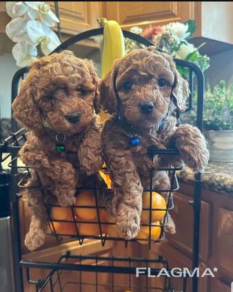 Ihastuttavat minivillakoiran pennut etsivät lopullista kotia