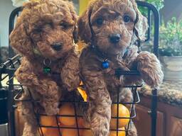 Ihastuttavat minivillakoiran pennut etsivät lopullista kotia