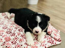 Ihastuttavia bordercollien pentuja