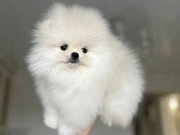 Ihastuttavia pomeranianpentuja