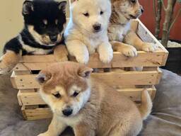 Ihastuttavia shiba inu -pentuja