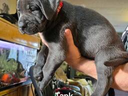 Kauniita cane corson pentuja