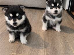 Kauniita siperianhuskynpentuja