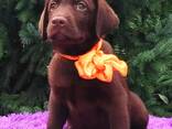 Korkearoduiset labradorinnoutajan pennut, kennel - photo 1