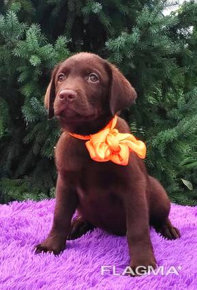 Korkearoduiset labradorinnoutajan pennut, kennel