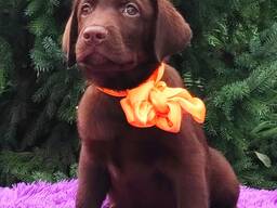 Korkearoduiset labradorinnoutajan pennut, kennel