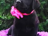 Korkearoduiset labradorinnoutajan pennut, kennel - фото 2