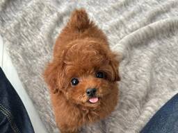 Myytävät leikkivillakoiran pennut 12 viikon ikäisiä