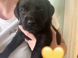 Labradorinnoutajien uros- ja naaraspentuja vapaana