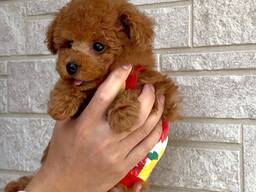 Leluvillakoiranpentujamme kasvatetaan rakkaudella perhekodissamme ja ne ovat erittäin hyvi