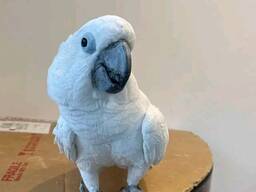 Little Cockatoo Bird