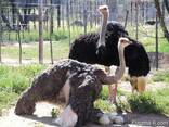 Livestock, ox gallstone and ostrich chicks - photo 4