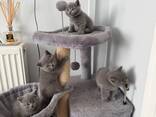 Male and female brtish shorthairs - фото 1