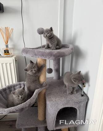 Male and female brtish shorthairs