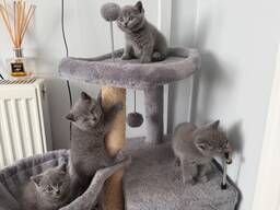 Male and female brtish shorthairs