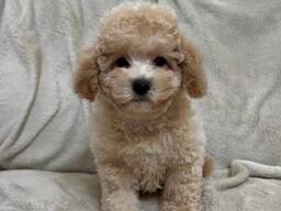 Maltipoo F1 -pennut