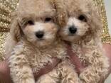 Maltipoo F1 -pennut - фото 2