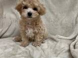 Maltipoo F1 -pennut - фото 3