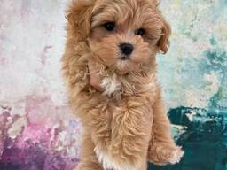 Maltipoo F1 -pentuja