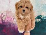 Maltipoo F1 -pentuja - фото 2