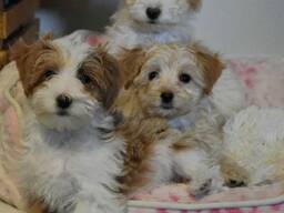 Maltipoo-pennut etsivät ikuisia perheitään