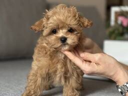 Maltipoo-pennut ovat lähtövalmiita.