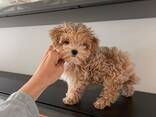 Maltipoo F1 -pentuja - фото 3