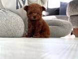 Той-пуделя - фото 3