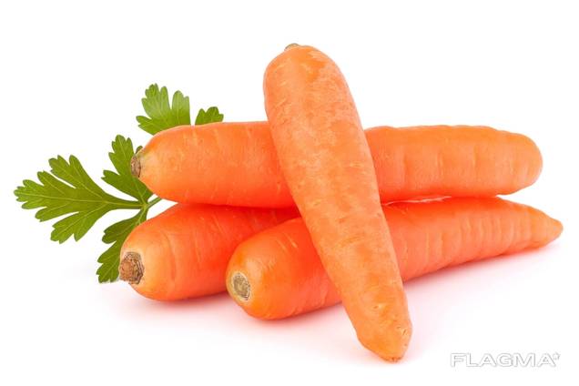 Морковь ОПТОМ из Турции
