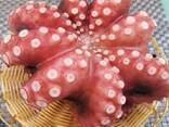 Мороженная рыба и морепродукты в Финляндию от завода из КНР - фото 7