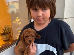 Myydään 12 viikon ikäisiä leikkivillakoiran pentuja