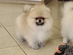 Pomeranianin pentuja myytävänä