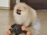Pomeranianin pentuja myytävänä - фото 1