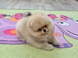 Щенки померанского шпица - фото 2