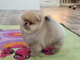 Щенки померанского шпица