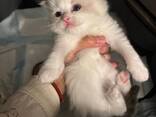 Neljä puhdasrotuista ragdoll-kissanpentua, kaksi poikaa ja kaksi tyttöä. - фото 1