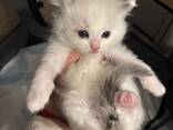 Neljä puhdasrotuista ragdoll-kissanpentua, kaksi poikaa ja kaksi tyttöä. - фото 2