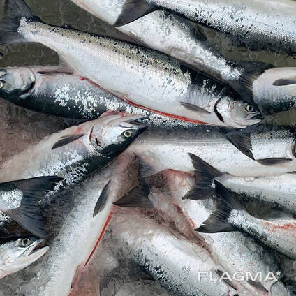 Norwegian salmon