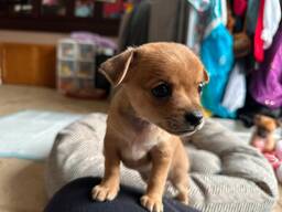 Pienet 11-viikkoiset chihuahuan pennut valmiina ikuisiin koteihinsa!